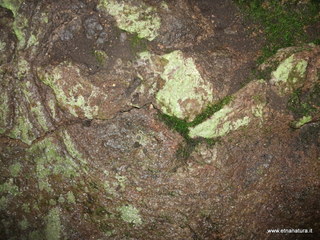 conco di Liricio-24-03-2013 10-27-05